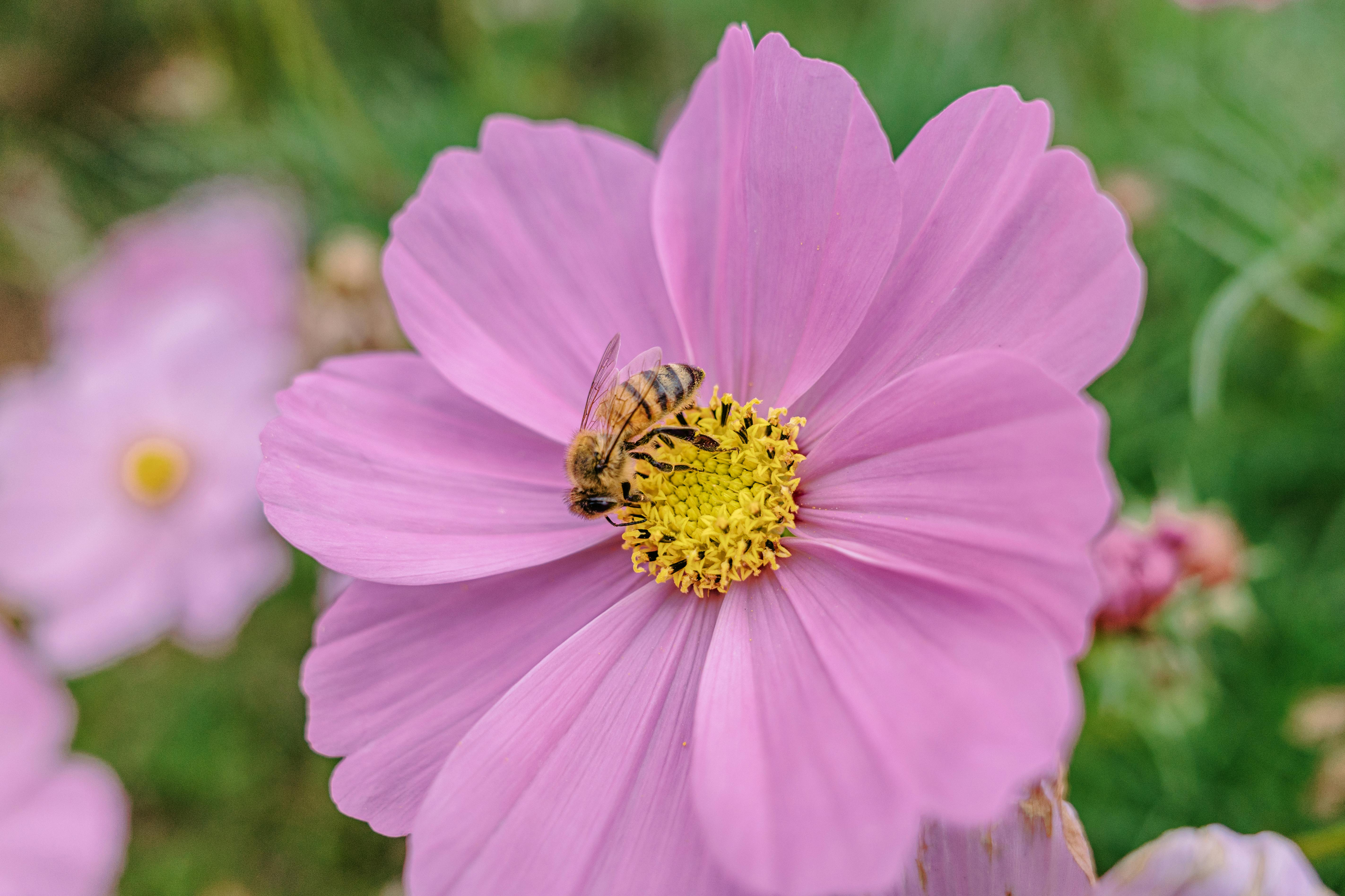 Macro Shot of Bee on Pink Cosmos Flower