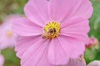 Bee Pollinating Pink Cosmos Flower Macro Shot