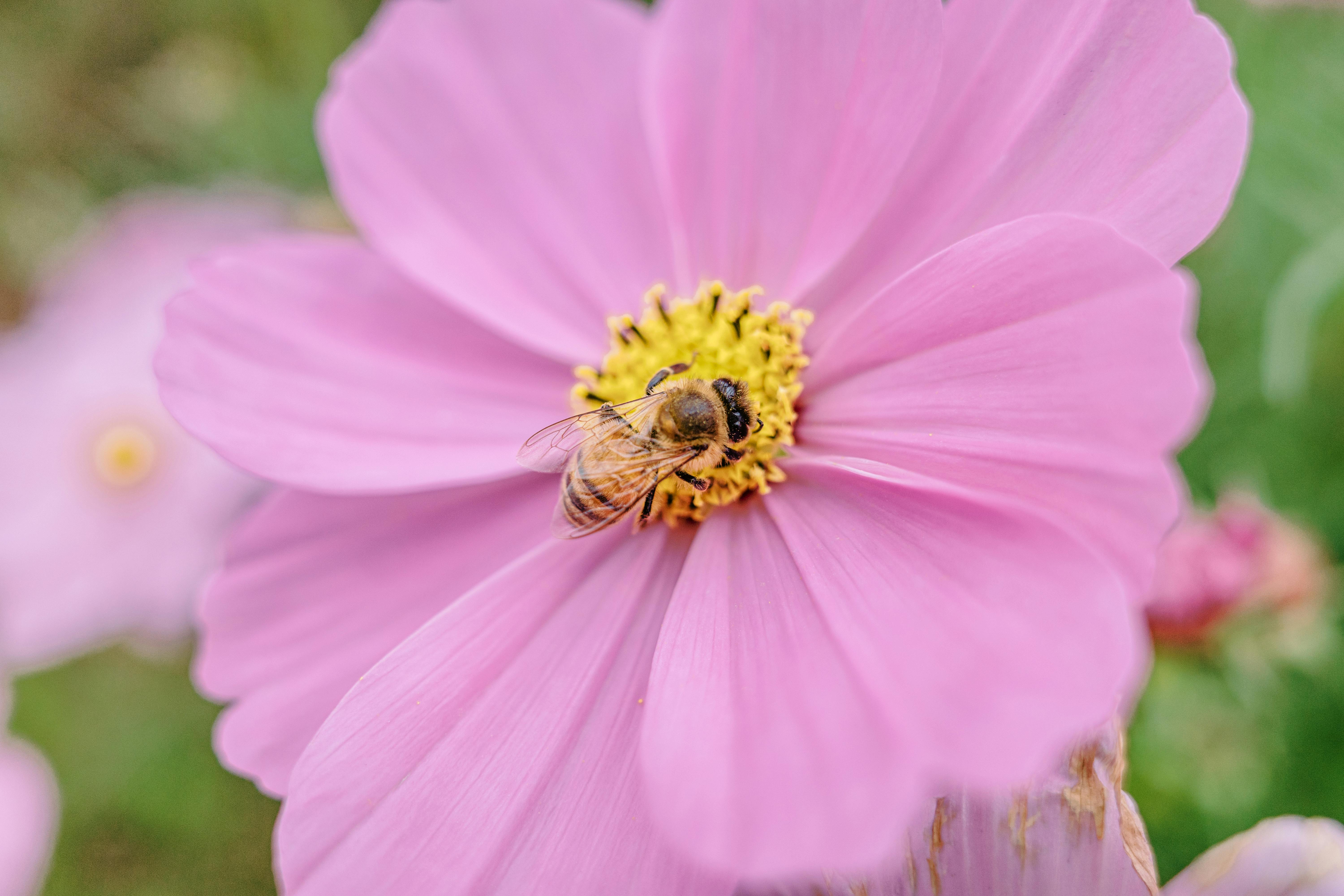 Bee Pollinating Pink Cosmos Flower Macro Shot