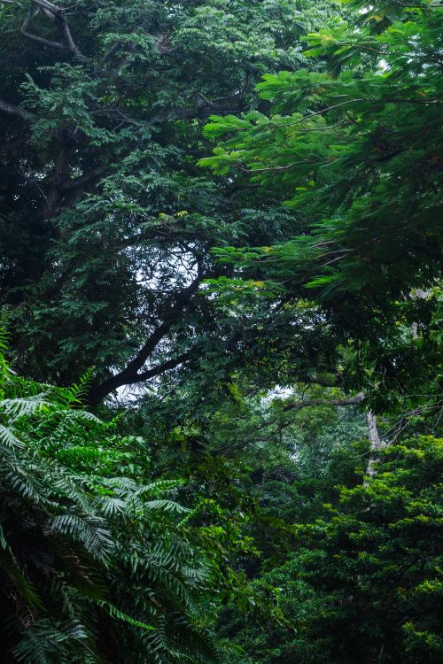 Free Explore the vibrant tropical jungle of Tuxtla Gutiérrez, Chiapas with dense green foliage. Stock Photo