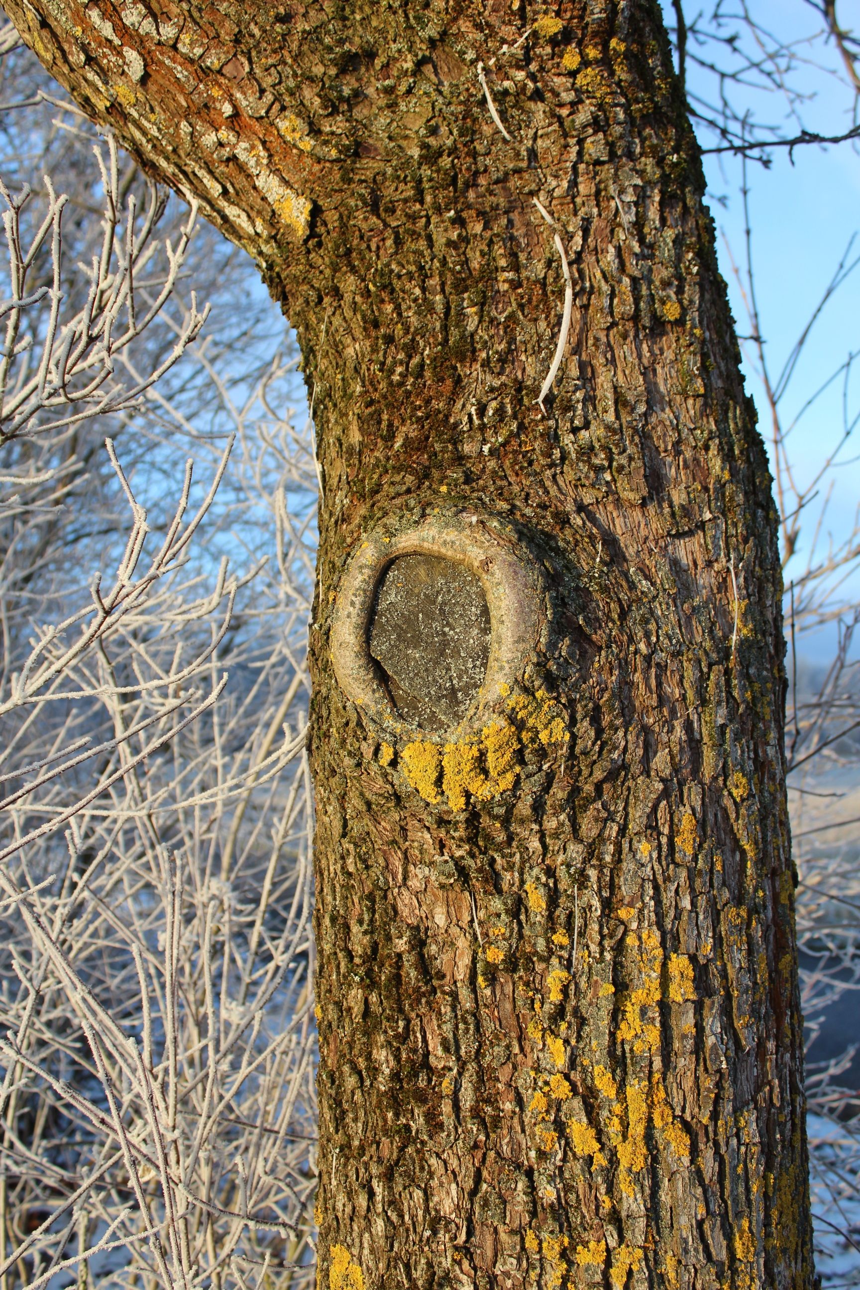 Frosty Tree Trunk with Knothole in Winter · Free Stock Photo