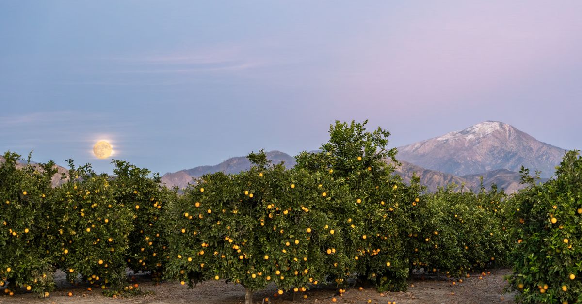 Orange grove under a full moon with mountains in Redlands, California at twilight.