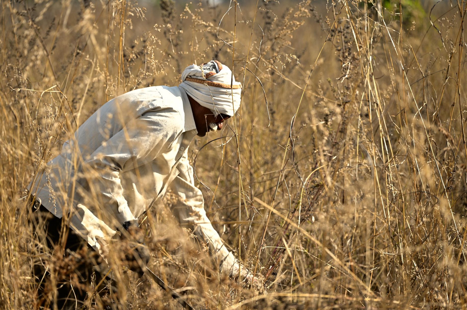A farmer in traditional attire working in a dry grassy field under daylight.