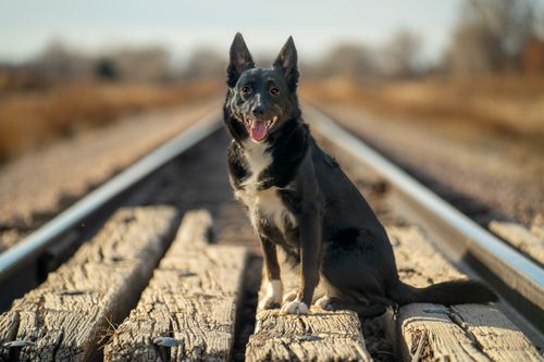 Free stock photo of a7riv, active dog, australian shepherd Stock Photo
