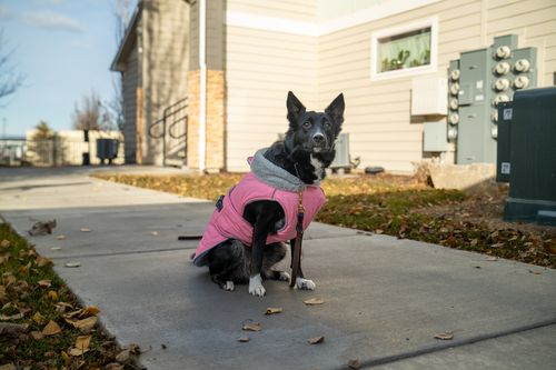 Free A Border Collie in a pink coat enjoying a walk on a sunny autumn day. Stock Photo