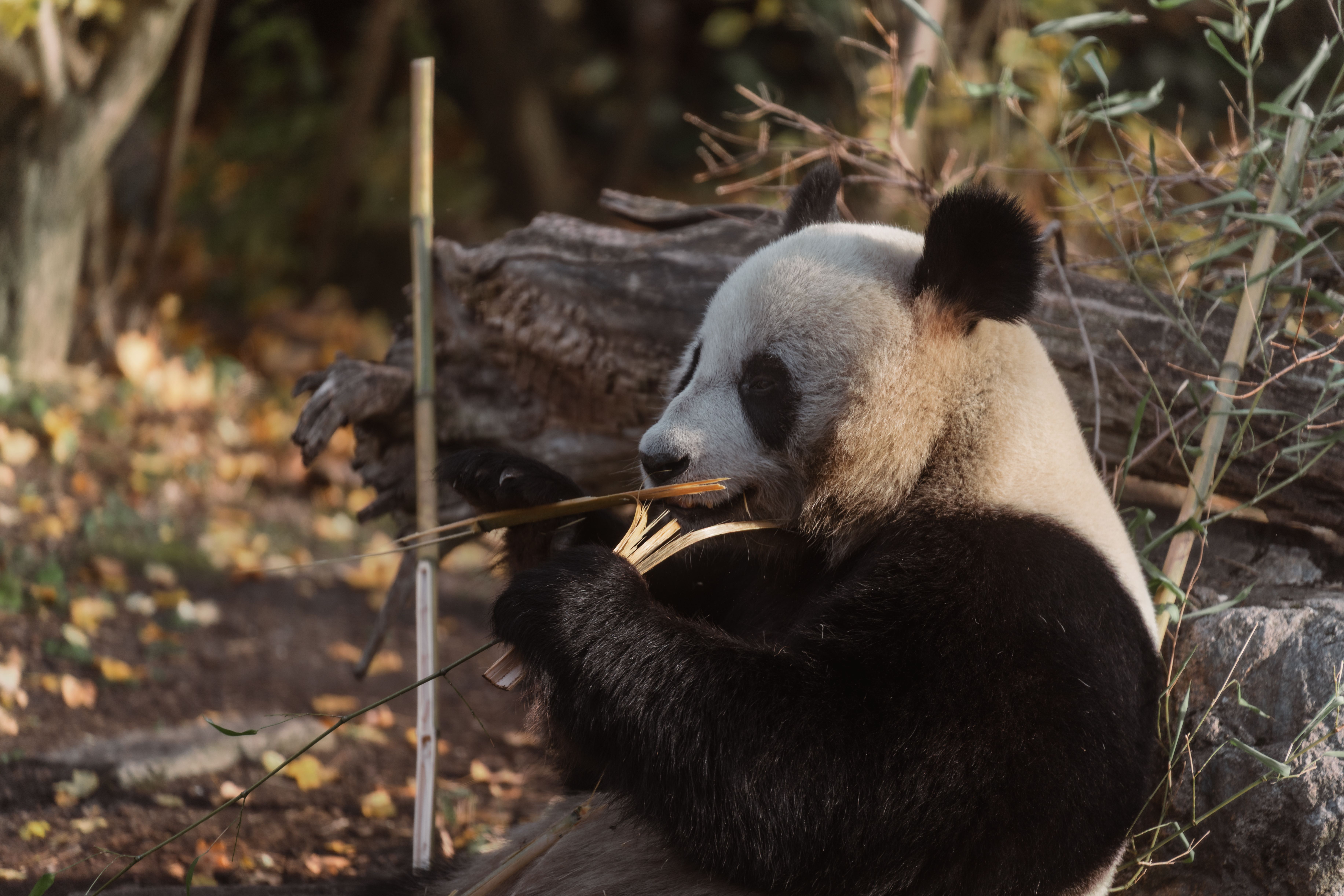 Panda Eating Bamboo in Forest Setting · Free Stock Photo