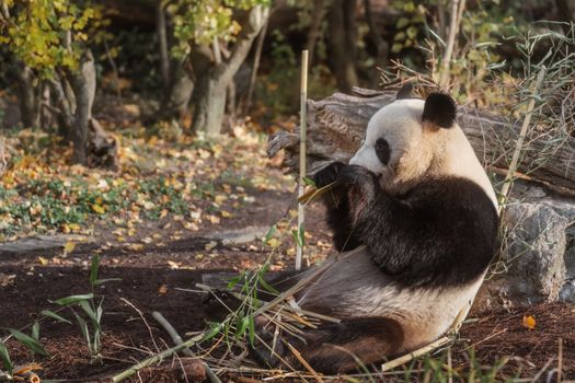 A giant panda enjoying bamboo in an autumn forest setting, captured outdoors.