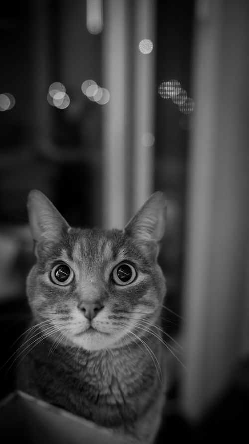 Free stock photo of a7rv, adorable, adorable animal Stock Photo