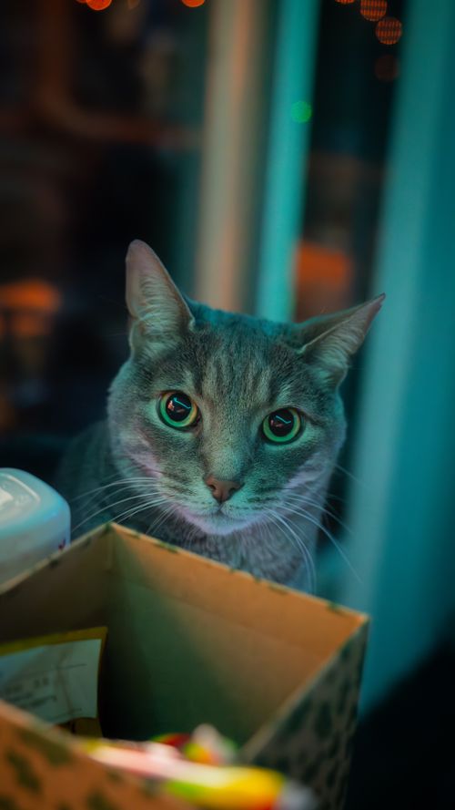 Free stock photo of a7rv, adorable, adorable animal Stock Photo