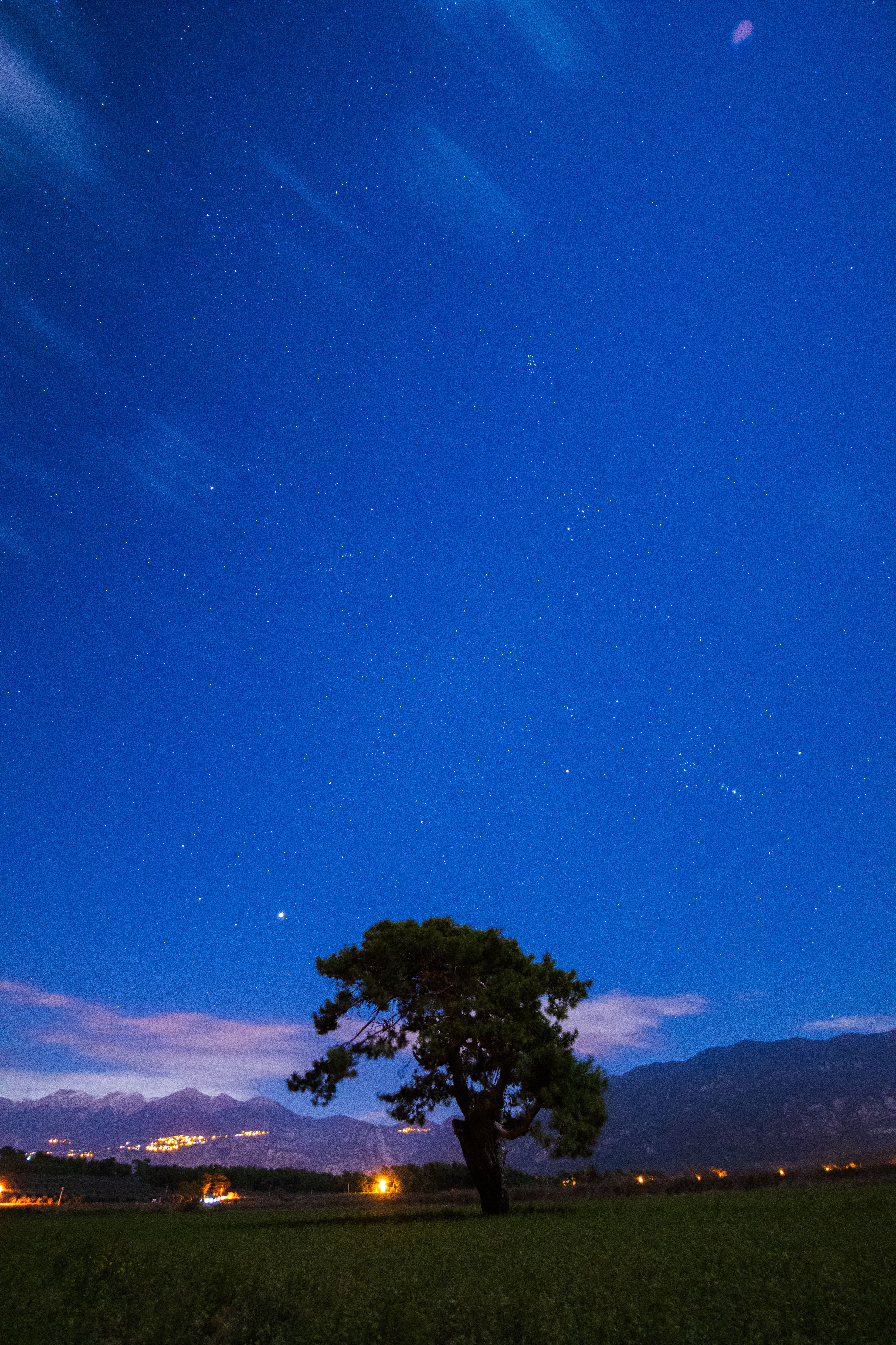 Solitary Tree Under Stunning Starry Night Sky · Free Stock Photo
