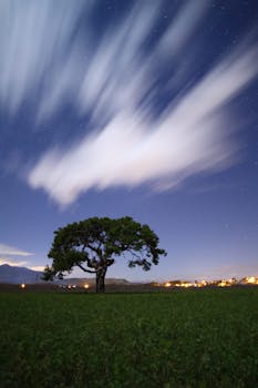 A single tree silhouetted against a starry sky with blurred clouds, creating a dreamy nightscape.