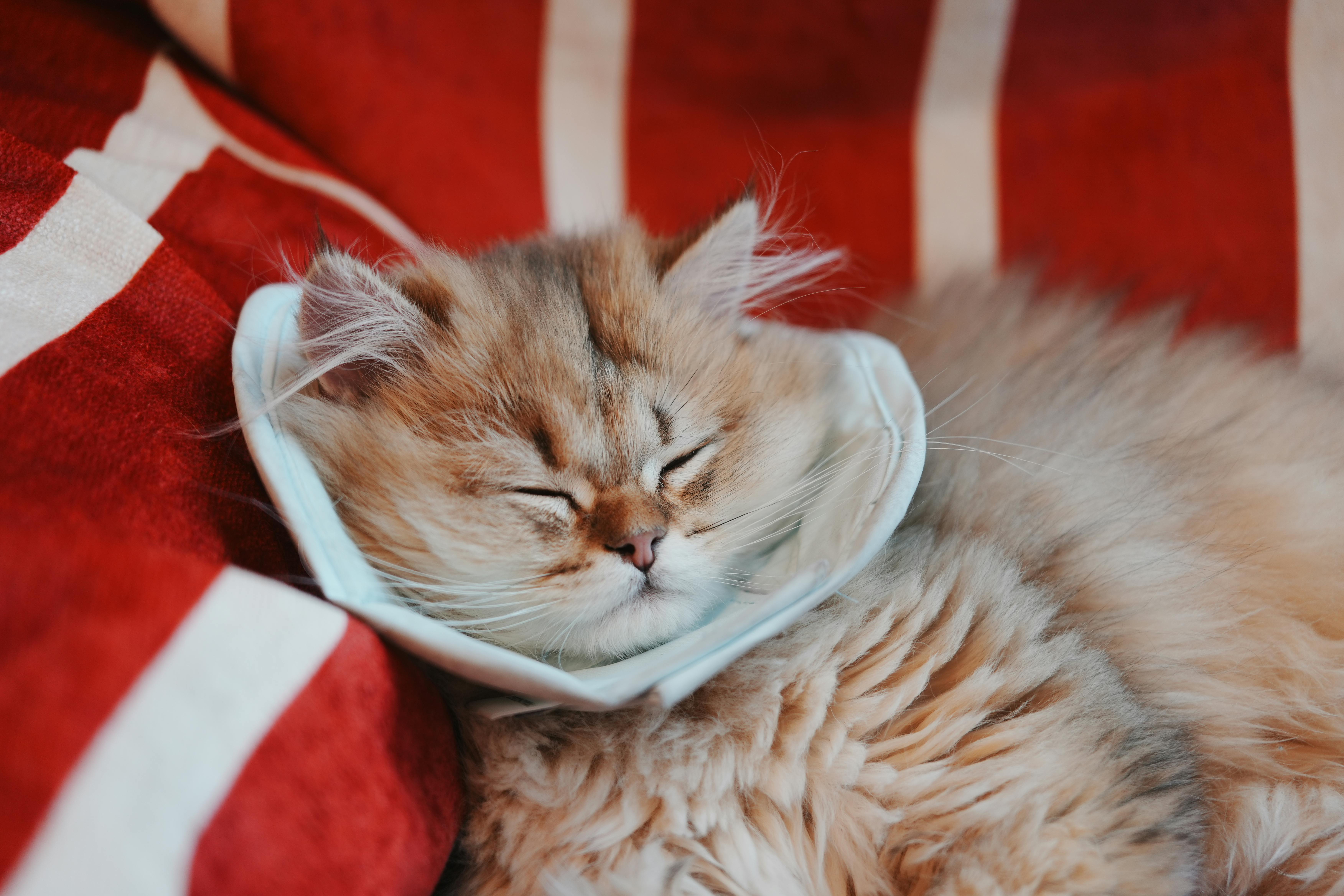 Adorable fluffy cat sleeping peacefully on a red-striped blanket indoors.