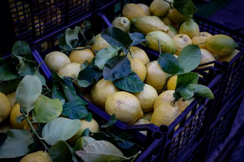 Free A fresh selection of lemons with leaves in plastic crates, perfect for healthy eating. Stock Photo