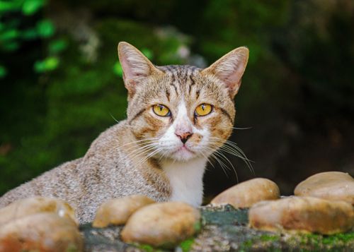 Free A domestic cat with striking yellow eyes sitting among stones in a lush outdoor setting. Stock Photo