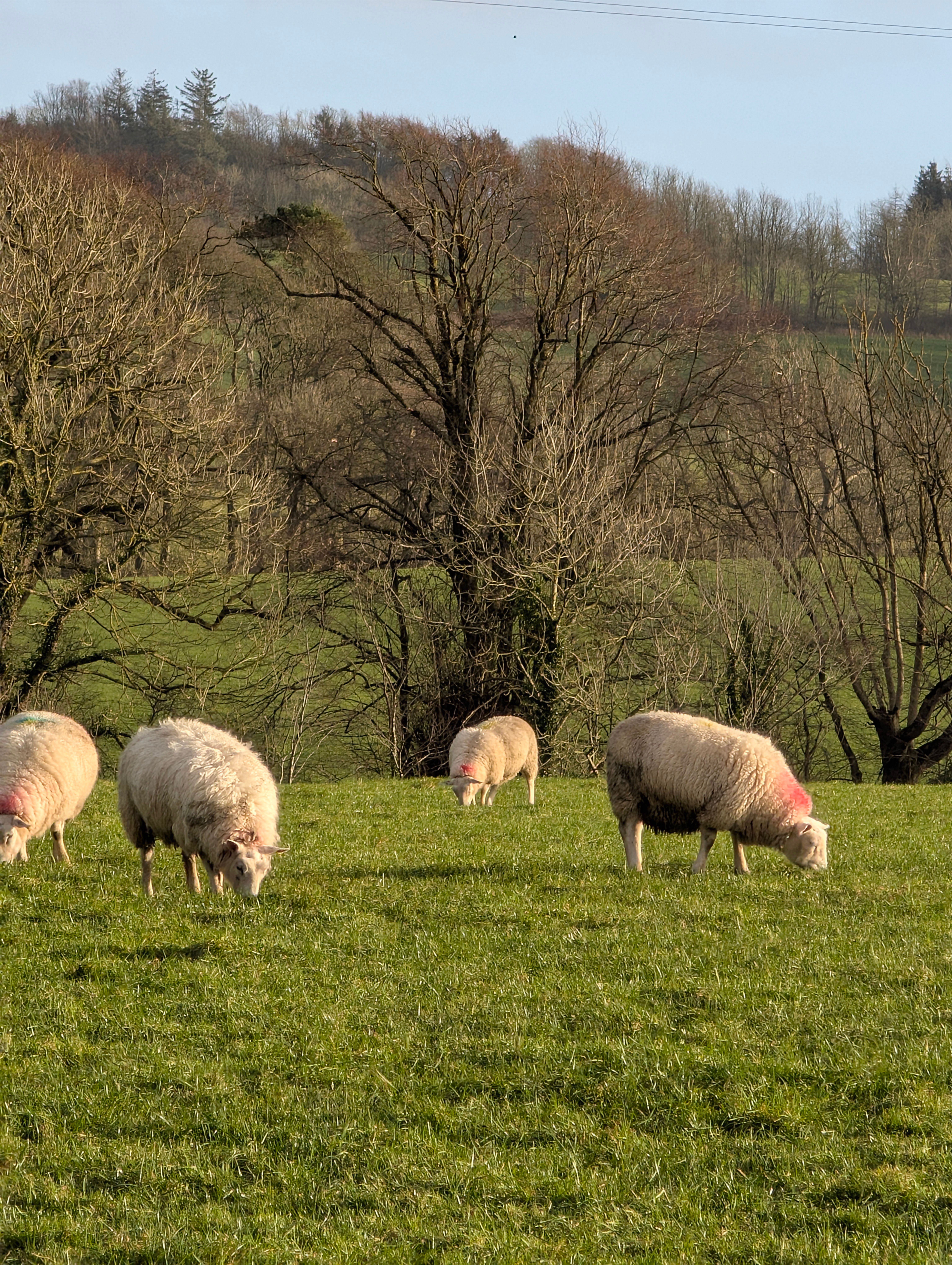Sheep grazing in a verdant field on a clear day. Rural landscape scene.