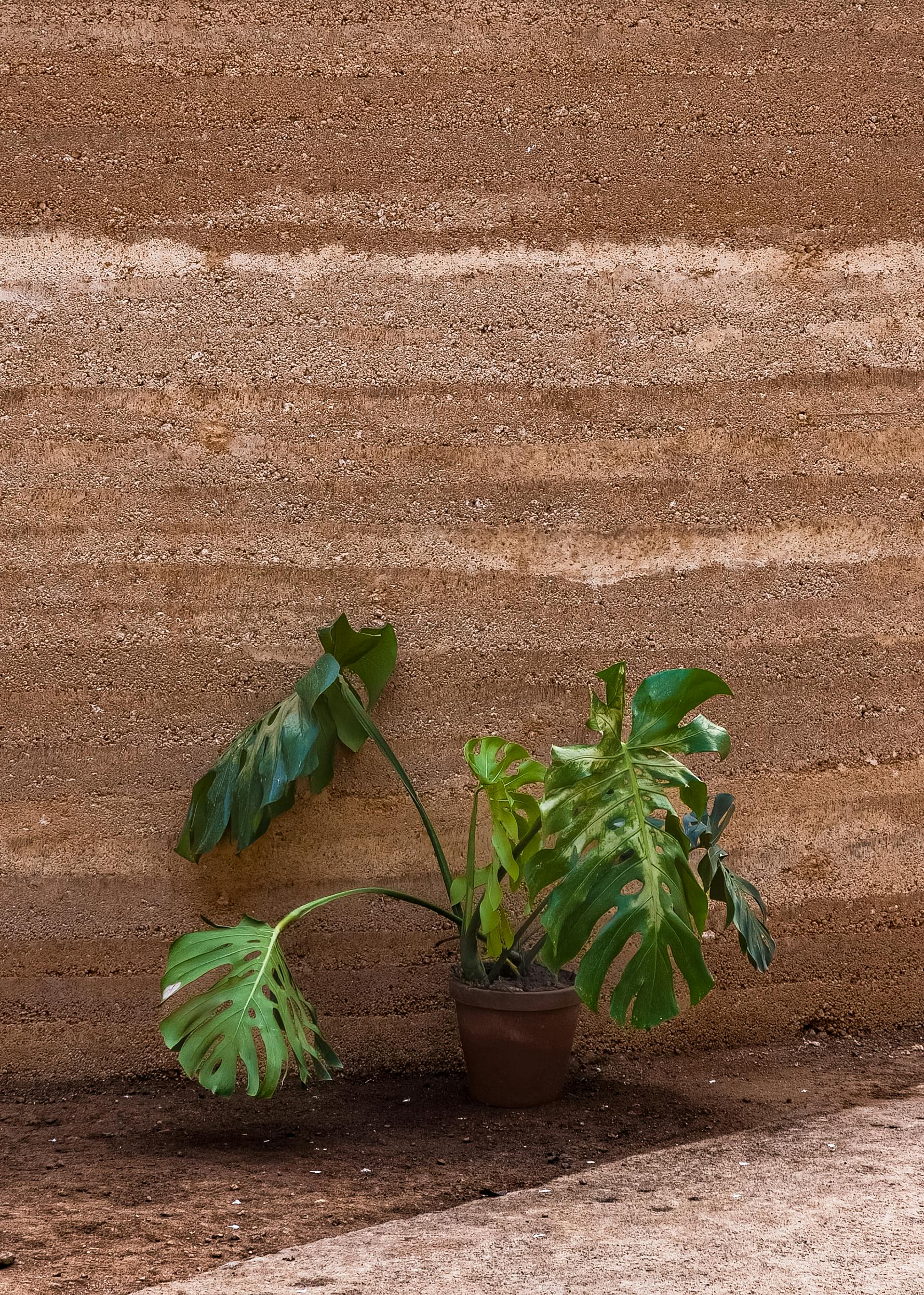 Mastering At-Home Soil pH Testing: Accurate Methods and Organic Adjustments for Specific Plant Needs