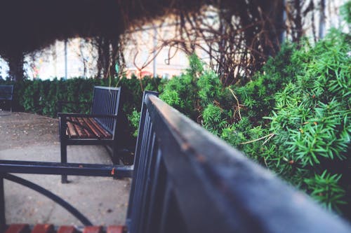 免费 绿色植物附近的两个黑色金属扶手长凳 素材图片