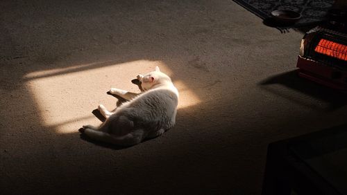 Free A serene white cat basking in a warm sunbeam indoors near a heater. Stock Photo
