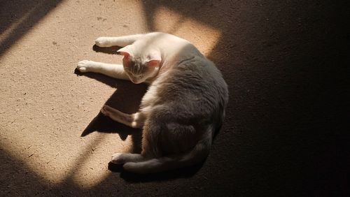 Free A serene white cat naps in a warm sunbeam on a carpeted floor, capturing a peaceful moment. Stock Photo