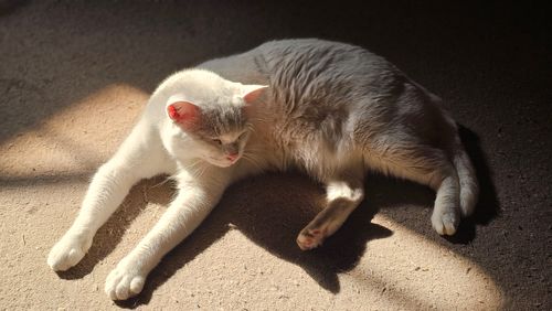 Free A peaceful cat lying in the warm sunlight, casting a gentle shadow on a textured floor. Stock Photo