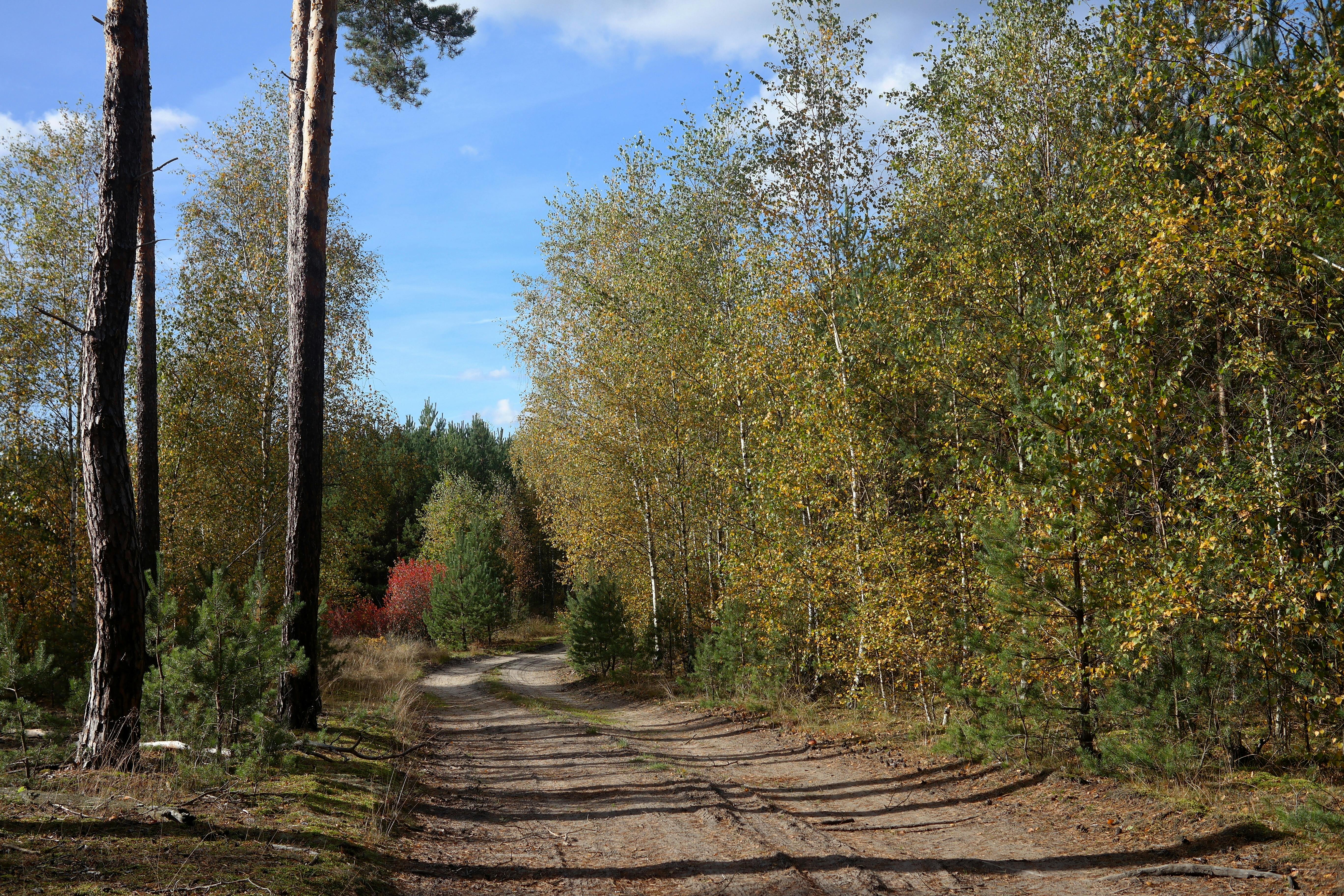 Gratis Rolig skogssti omgitt av høstløvverk under blå himmel. Arkivbilde
