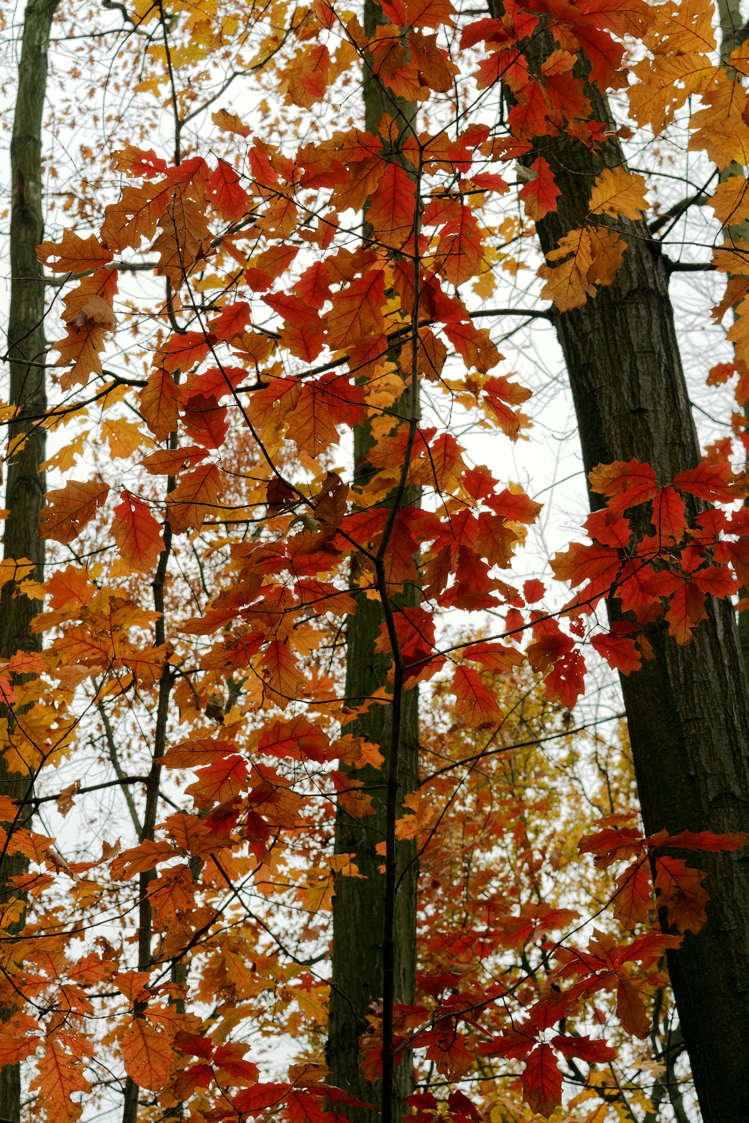 Gratis lagerfoto af blade, efterår, efterår humør, efterårsfarver