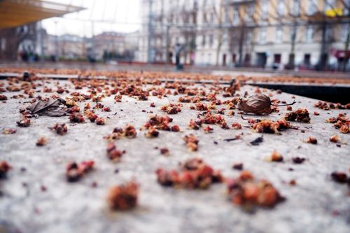 Free Blurred background of city buildings with close-up of dry autumn leaves on ground. Stock Photo