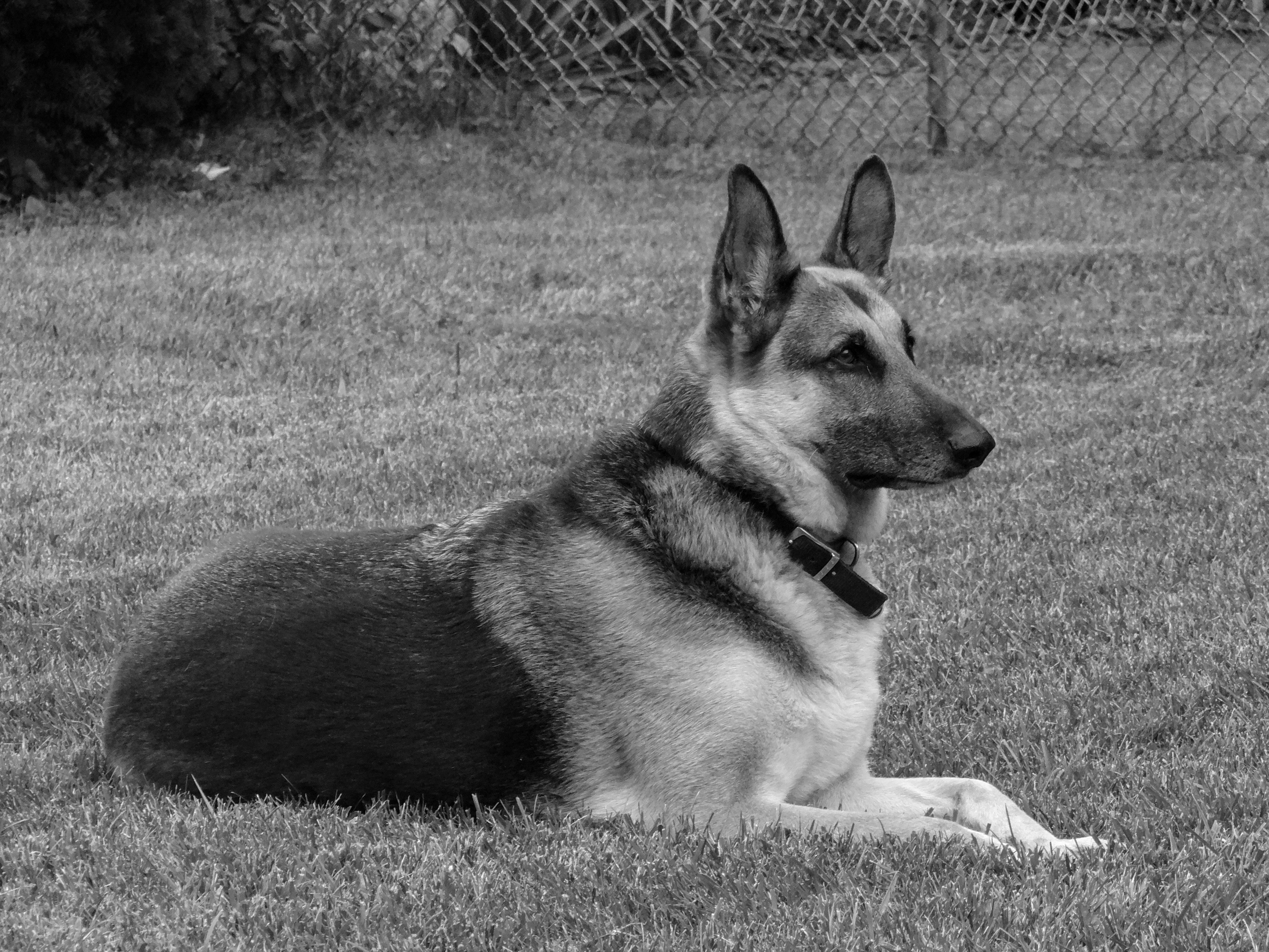 Best Invisible Fence For Dogs: The Ultimate Guide To Secure GPS and In-Ground Containment