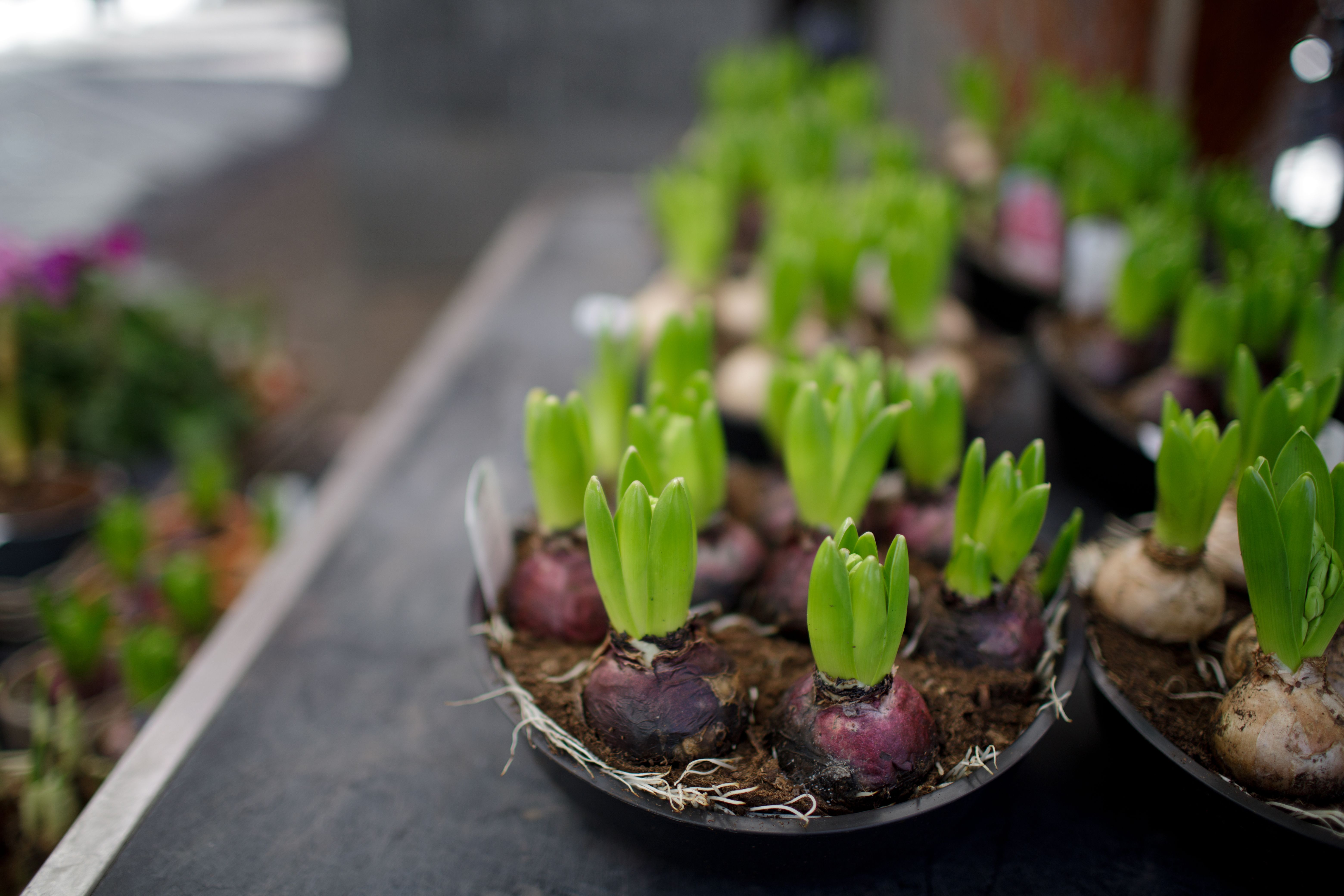 Gardening Update: Keeping plants fresh for the summer — Photo by Alexander Popadin on Pexels