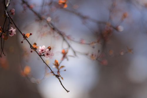 Free Close-up of cherry blossoms with bokeh effect, capturing spring's gentle beauty. Stock Photo