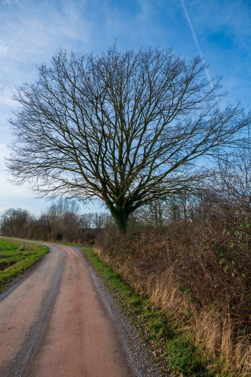 Leafless Tree by Country Road in Winter · Free Stock Photo
