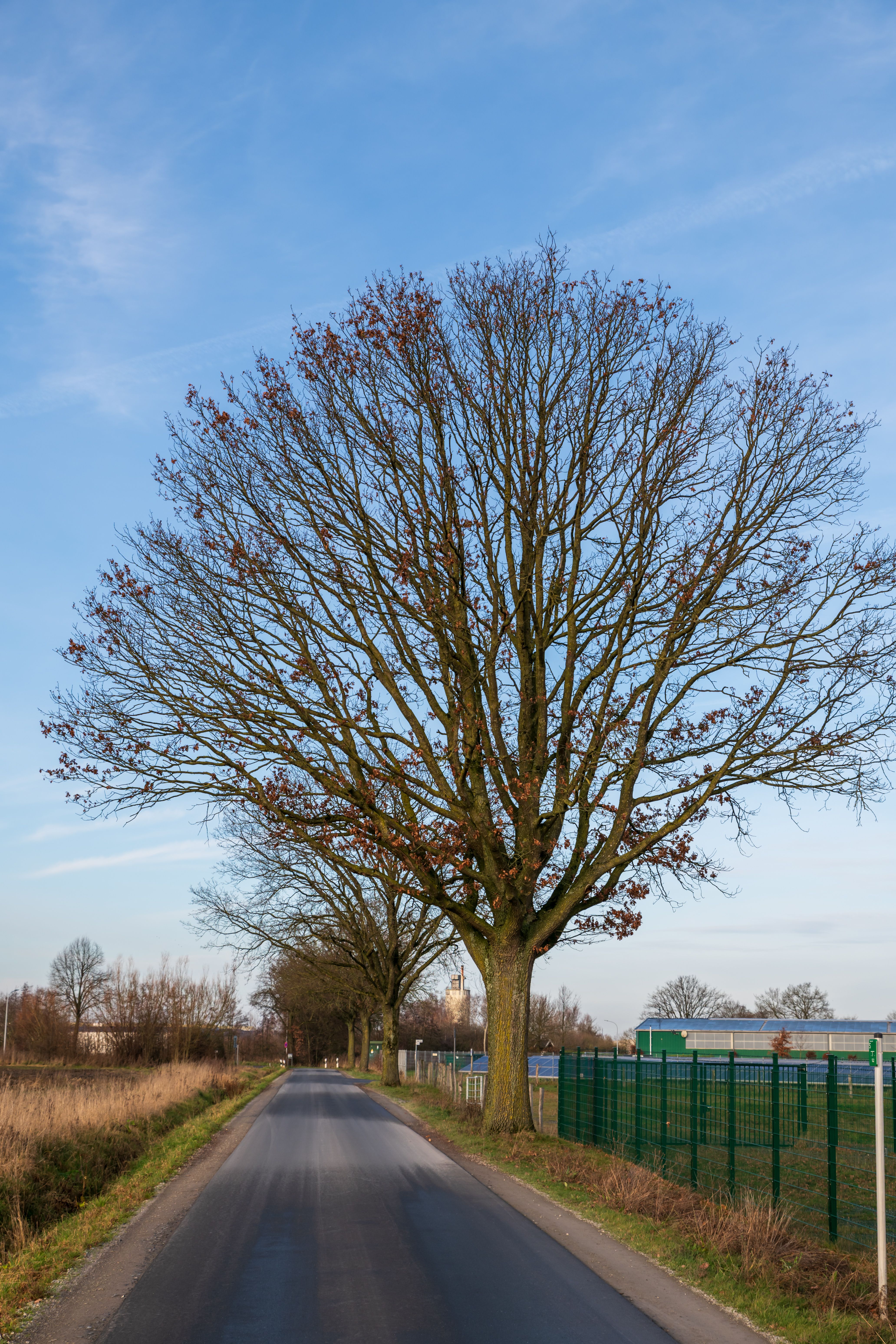 Country Road with Bare Winter Trees · Free Stock Photo