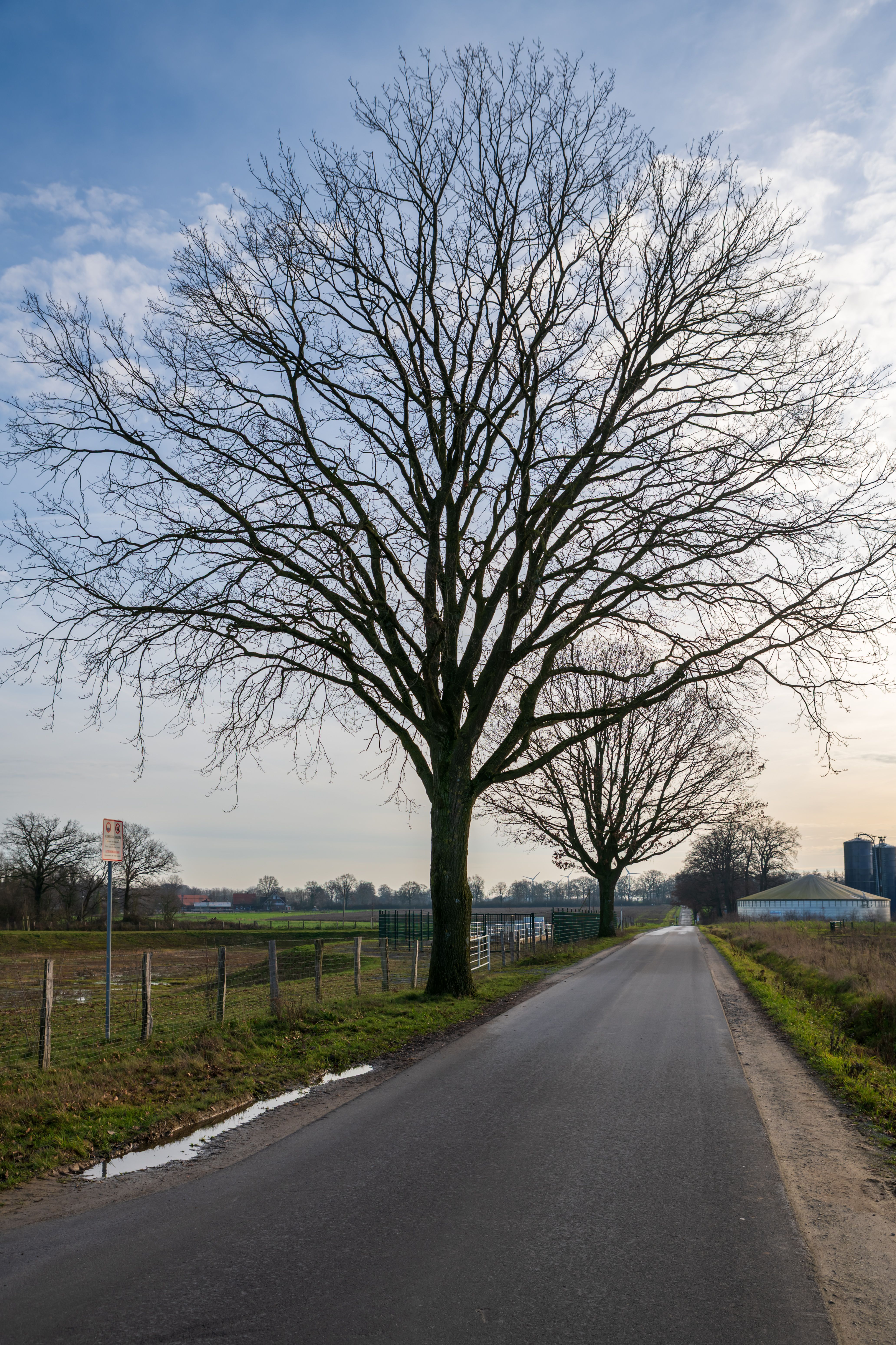 Serene Rural Road with Bare Trees at Sunset · Free Stock Photo