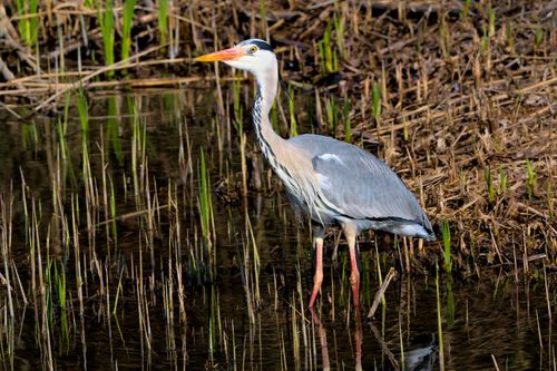 Free A grey heron (Ardea cinerea) stands gracefully among reeds in a tranquil wetland scene. Stock Photo