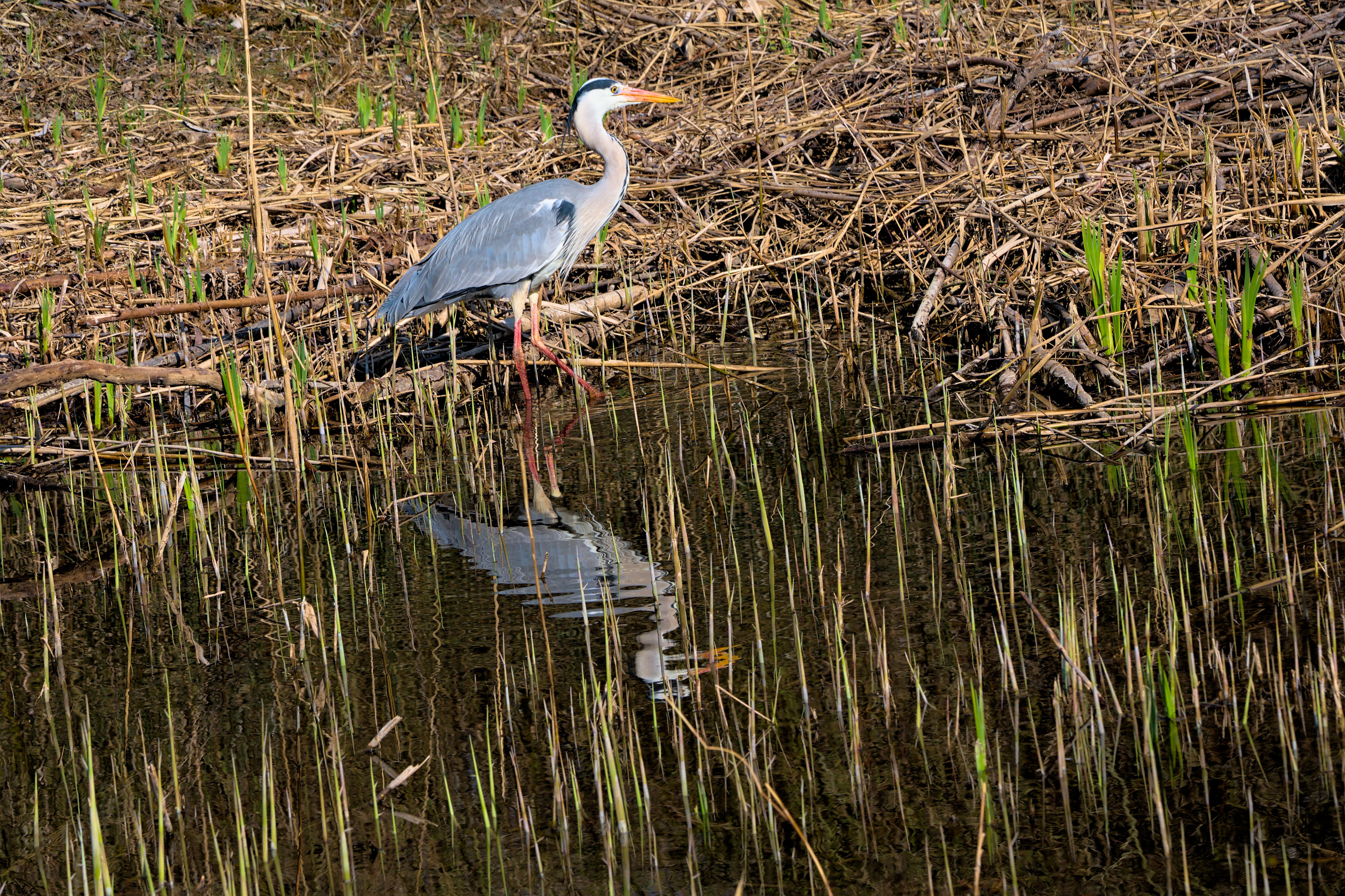 Riserva Naturale Regionale Tevere-Lago di Montedoglio