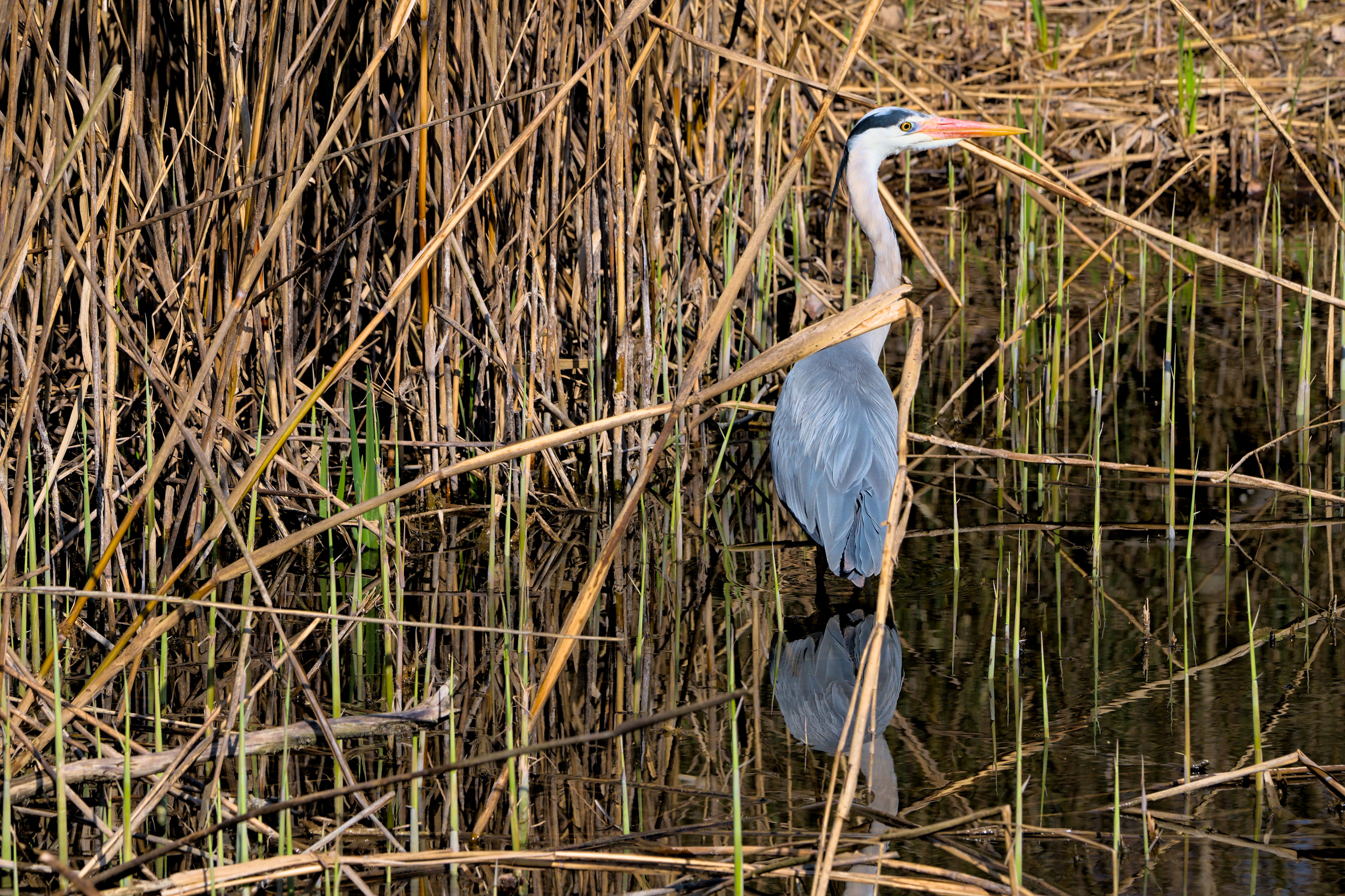 Minchery Farm Local Nature Reserve