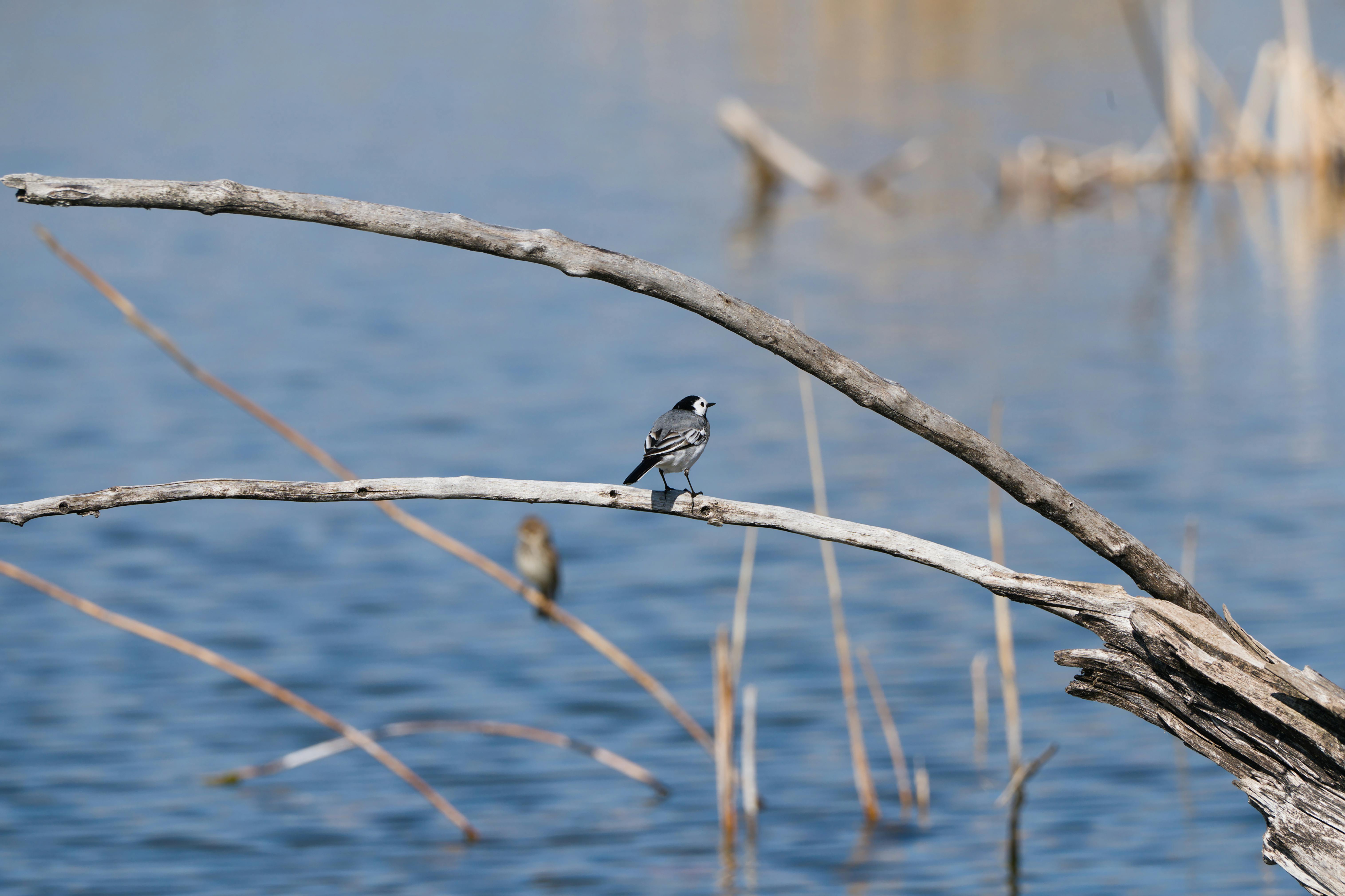 Gratis Una serena visione di una ballerina gialla appollaiata su un ramo secco sopra l'acqua blu, che cattura la tranquillità della natura. Foto a disposizione