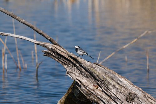 Free Pied Wagtail perched on driftwood by a serene lake, perfect for nature scenes. Stock Photo