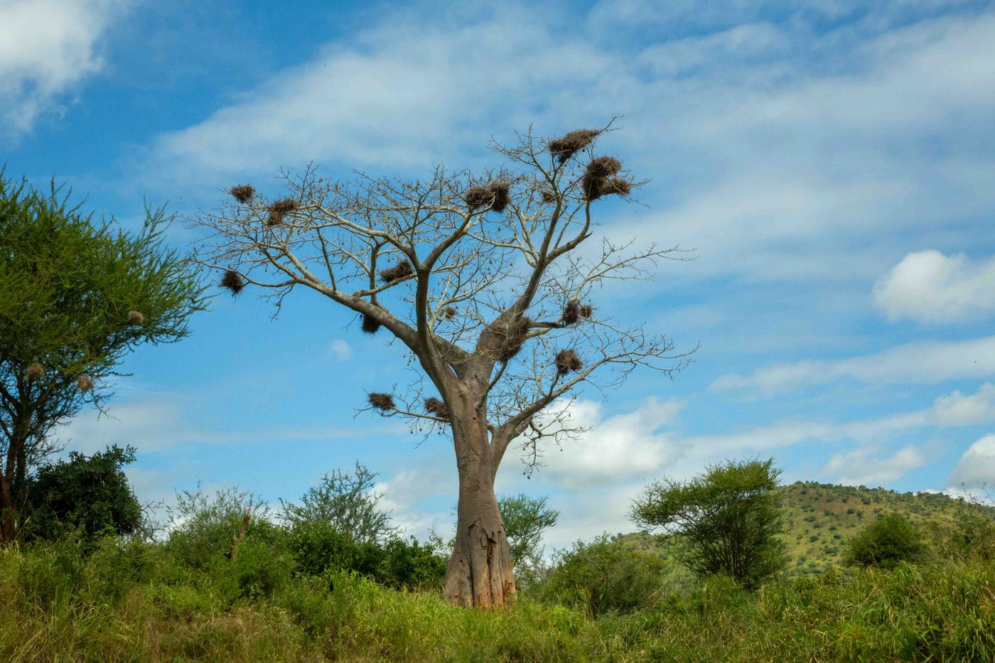 A large baobab tree on the open savanna of Tanzania