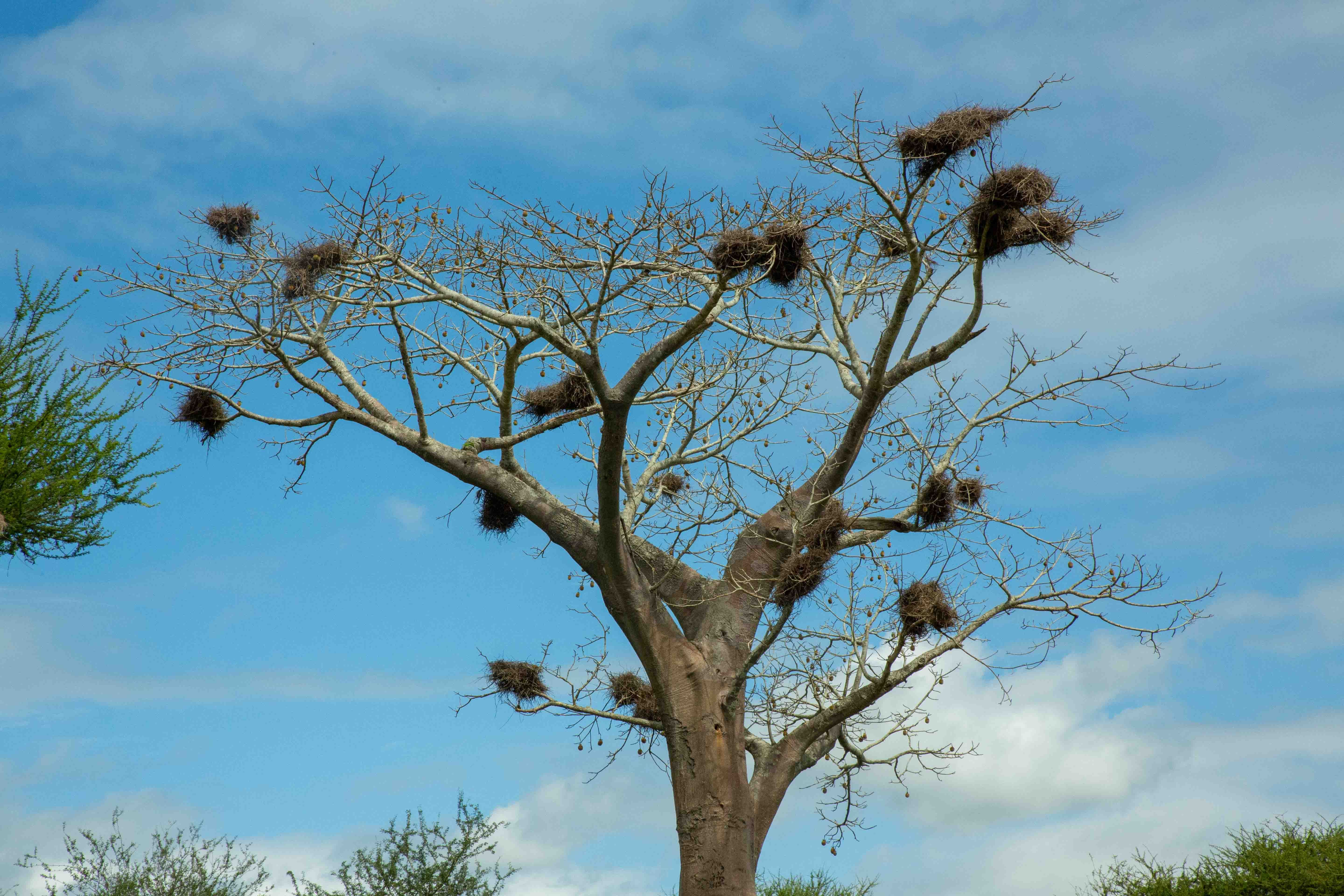 Fruit du baobab : bienfaits, goût et utilisation - Quel goût a le fruit du baobab ?