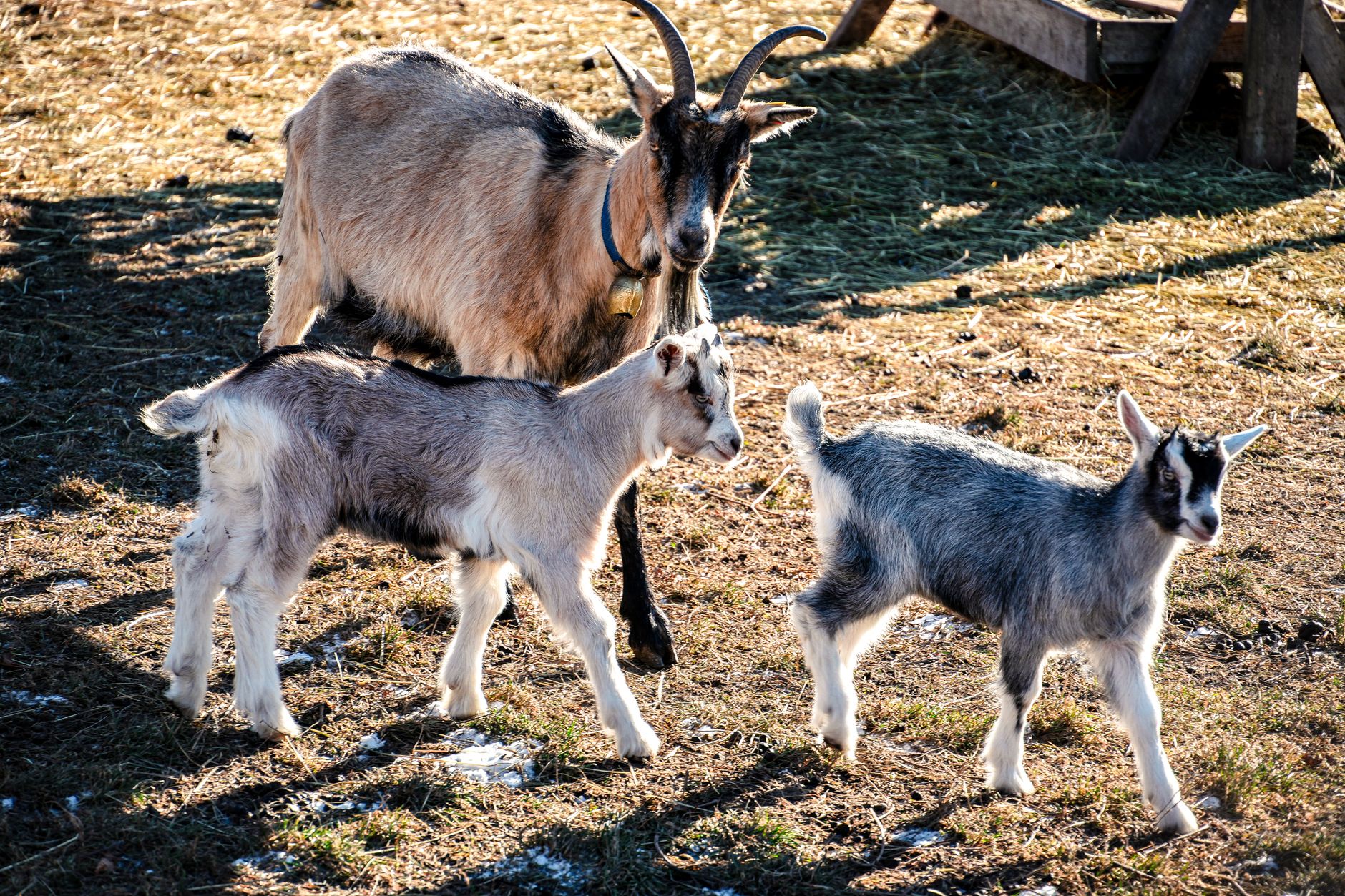 The Nosy Nanny Goat