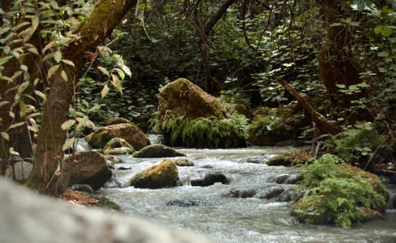 Peaceful forest stream with moss-covered rocks and lush greenery.