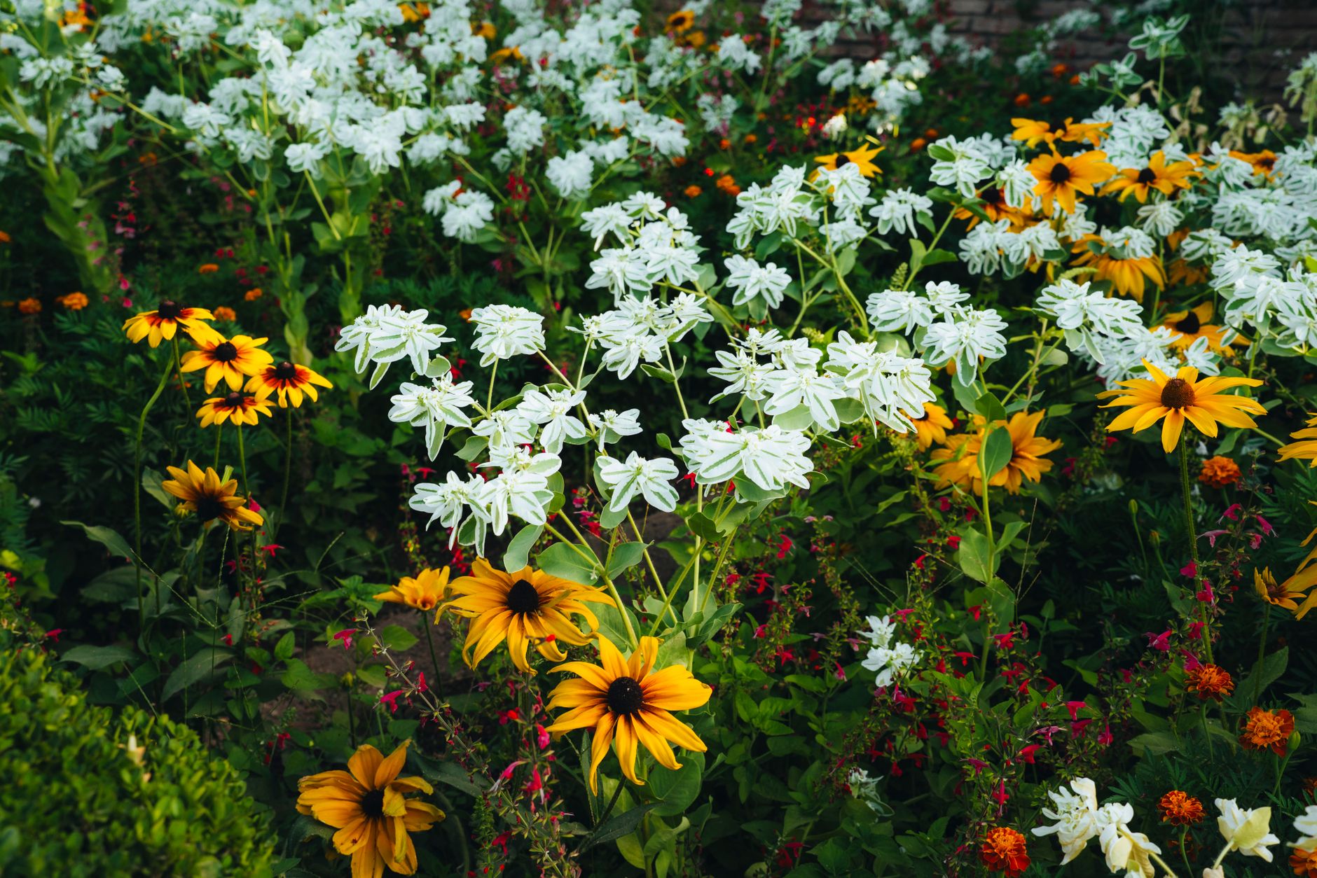 Why Are My Delicate Perennials Stunted in Established Mixed Beds? Diagnosing and Mitigating Root Competition from Aggressive Neighbors