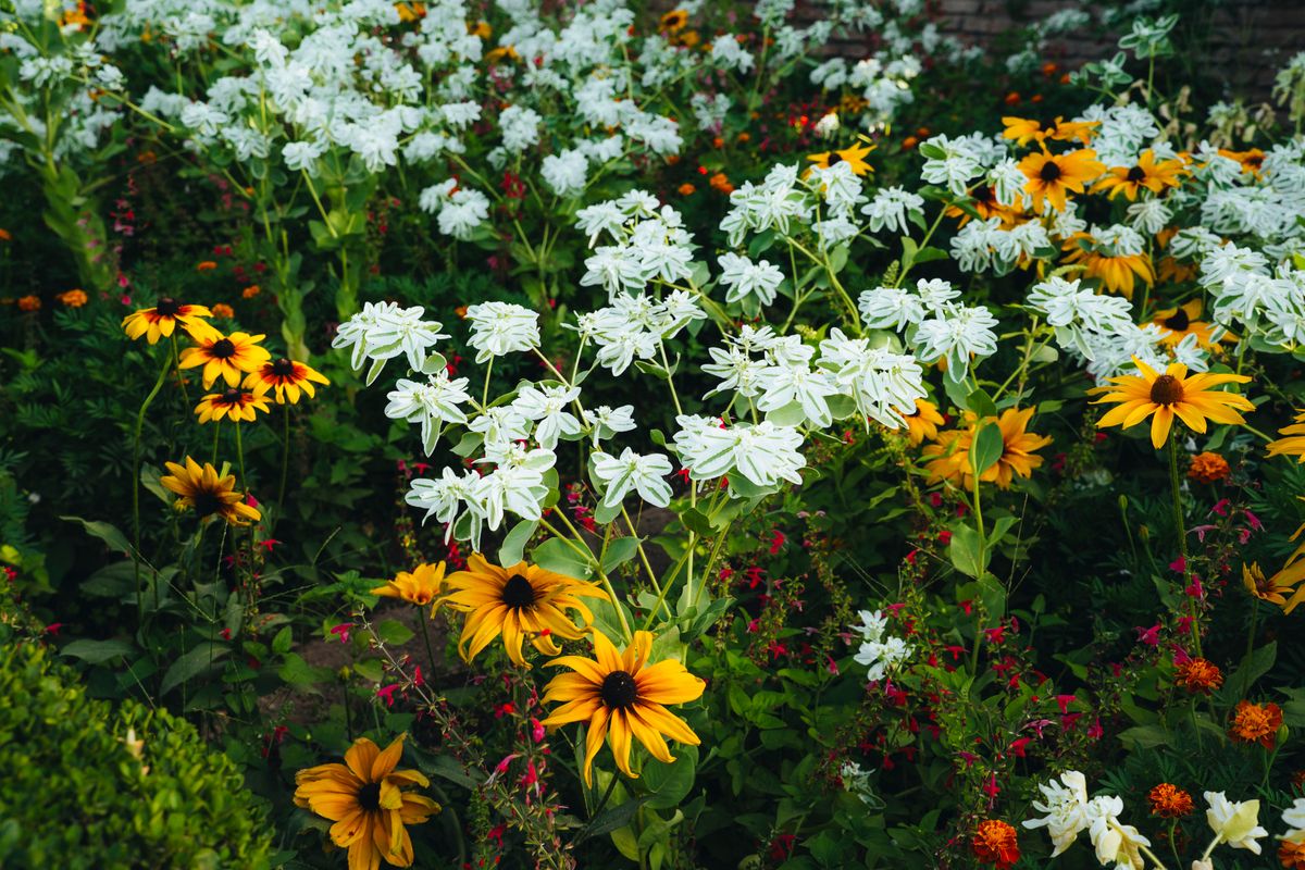 garden ideas 2026 flower garden backyard in bloom