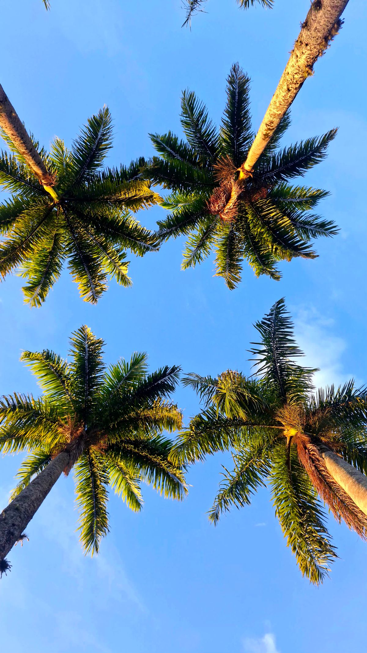 Low Angle Photography of Palm Trees Under Clear Blue Sky · Free Stock Photo