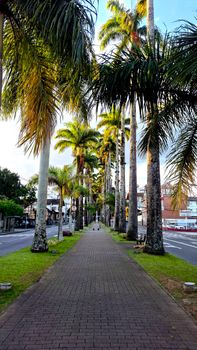 A scenic palm-lined street in Blumenau, SC, Brazil on a sunny day.