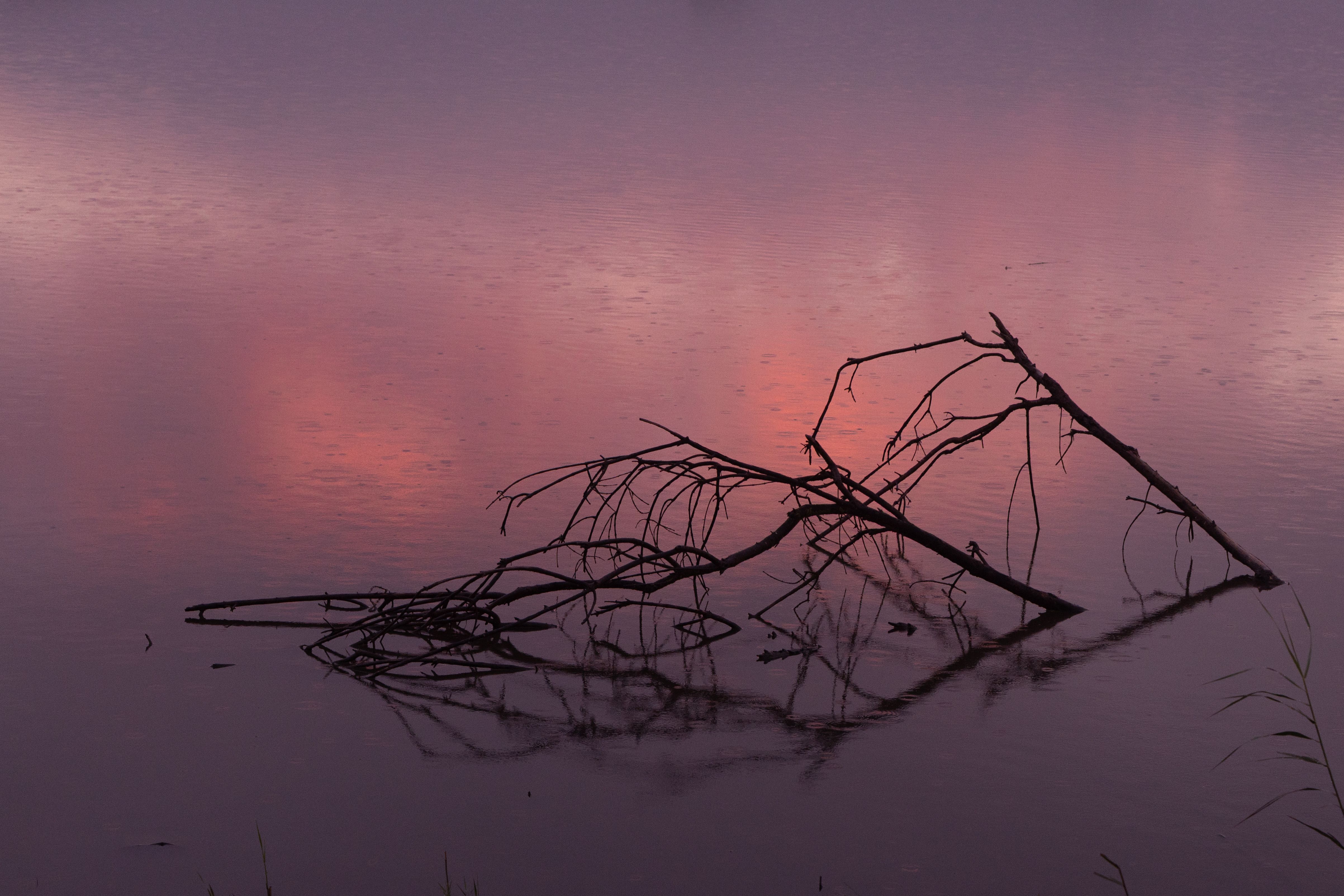Serene Water Reflection of Dusk Sky with Bare Branch · Free Stock Photo