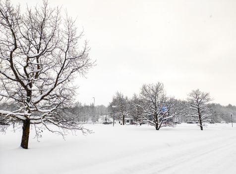 Serene winter scene with snow-covered trees and road in Tallinn, Estonia.
