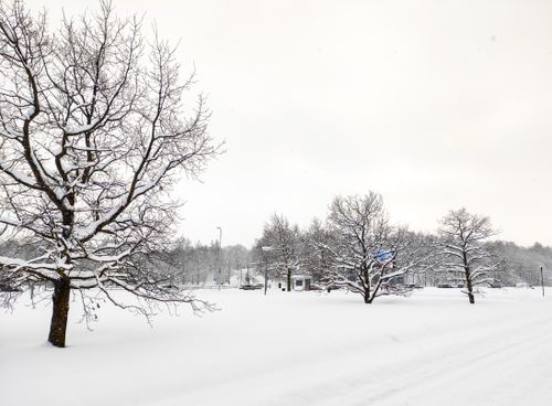 Free Serene winter scene with snow-covered trees and road in Tallinn, Estonia. Stock Photo