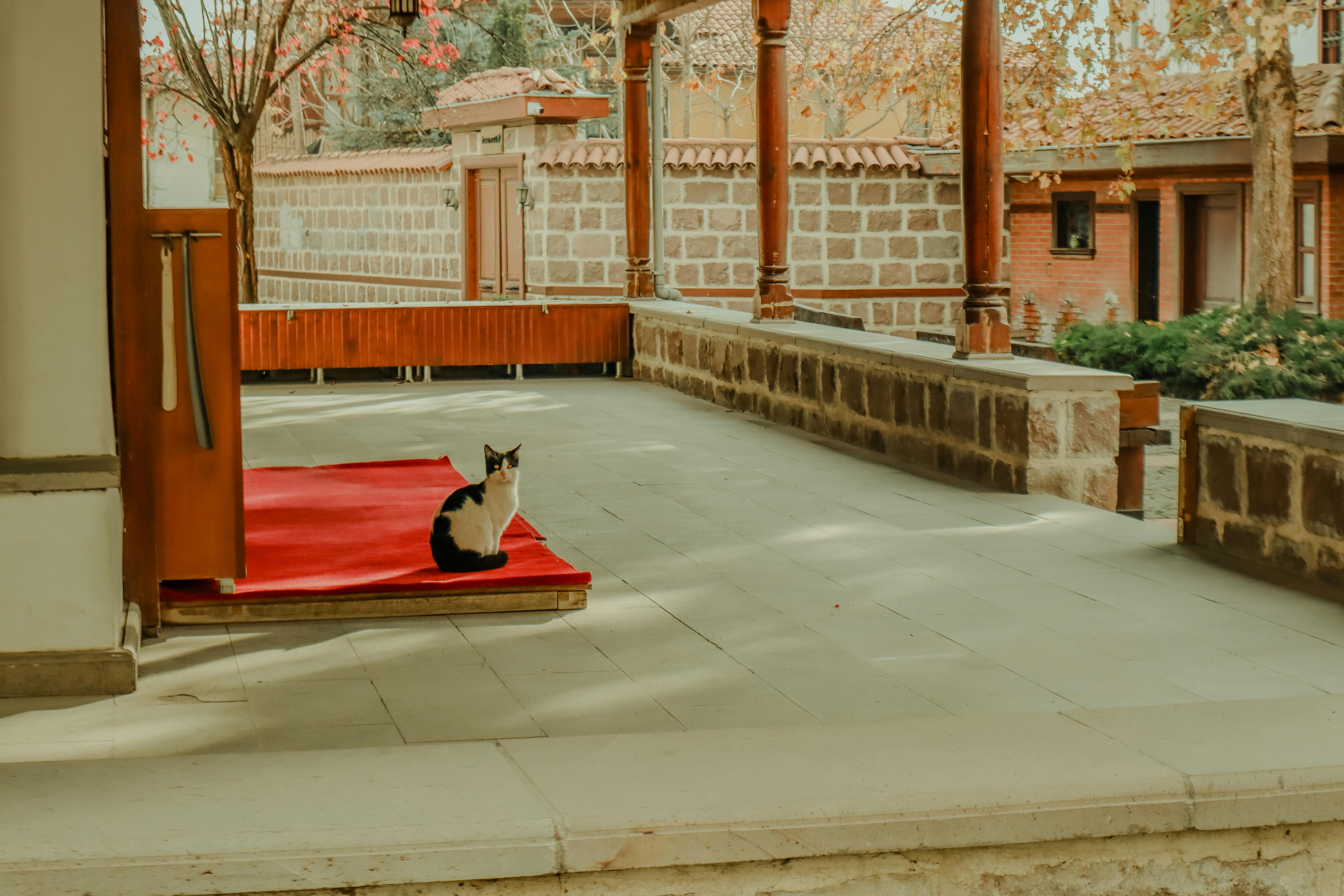 Ancient Palaces, a Cat Café, and KPop Demon Hunters—the Perfect Family Travel Itinerary for South Korea — Photo by ozturkgm o